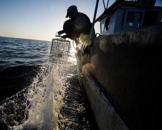 Pescador a recolher um covo ao nascer do dia